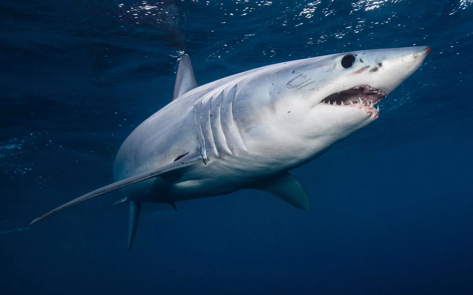 Shark Fish